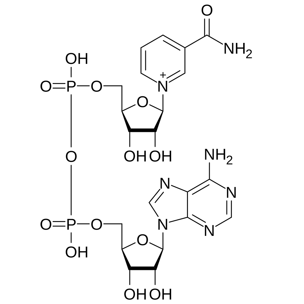 NAD+ Molecule